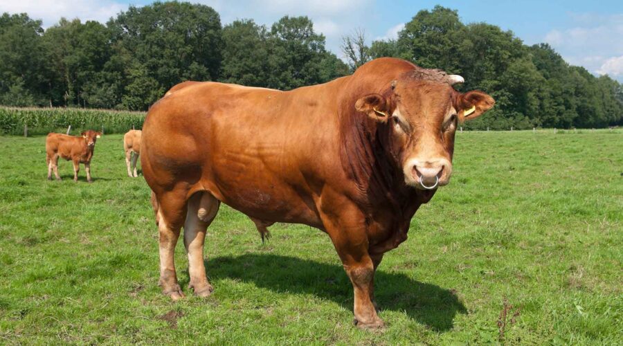 Dieren letselschade - letselschade opgelopen door een stier - Trias Legal letselschade praktijk