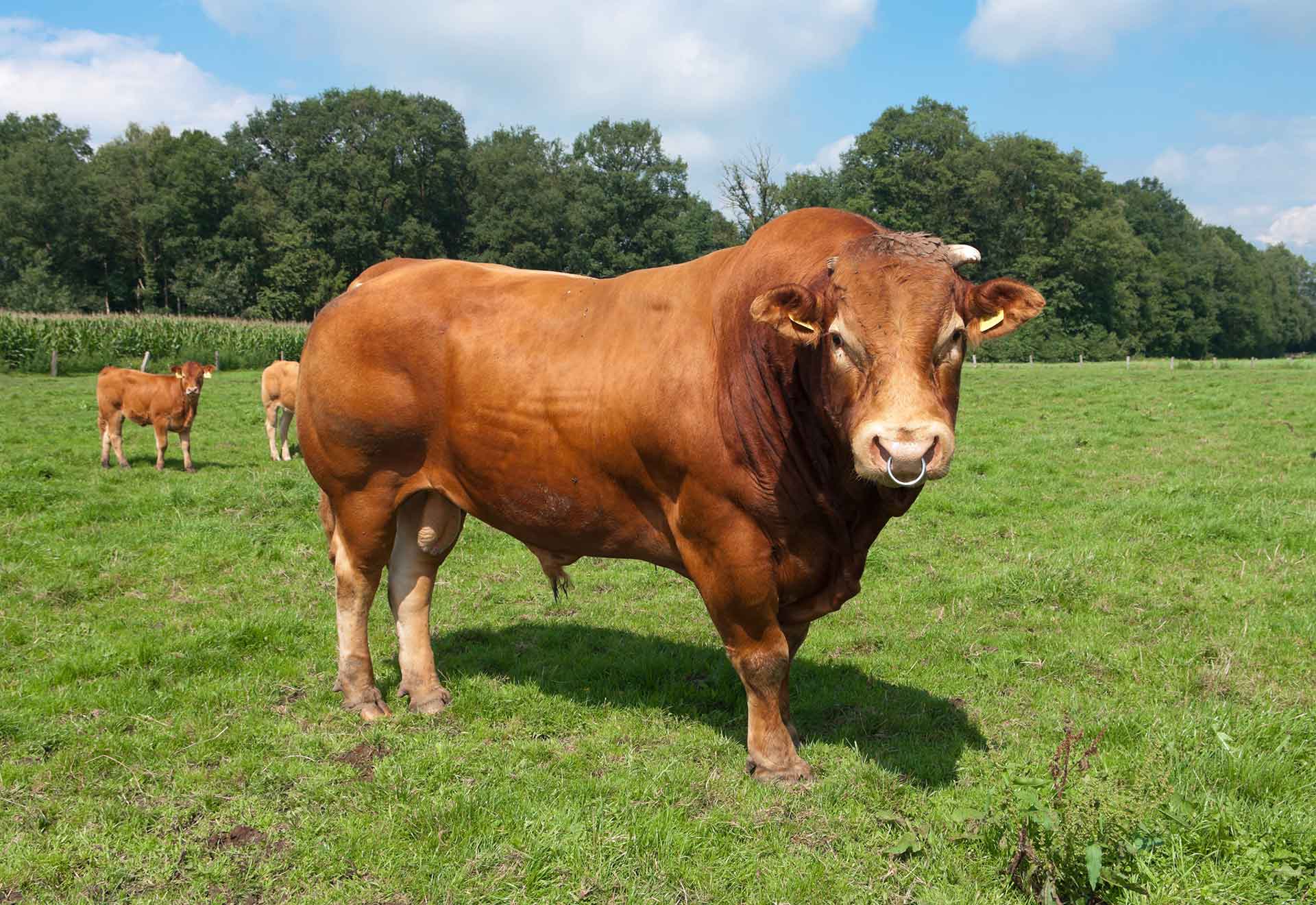 Dieren letselschade - letselschade opgelopen door een stier - Trias Legal letselschade praktijk