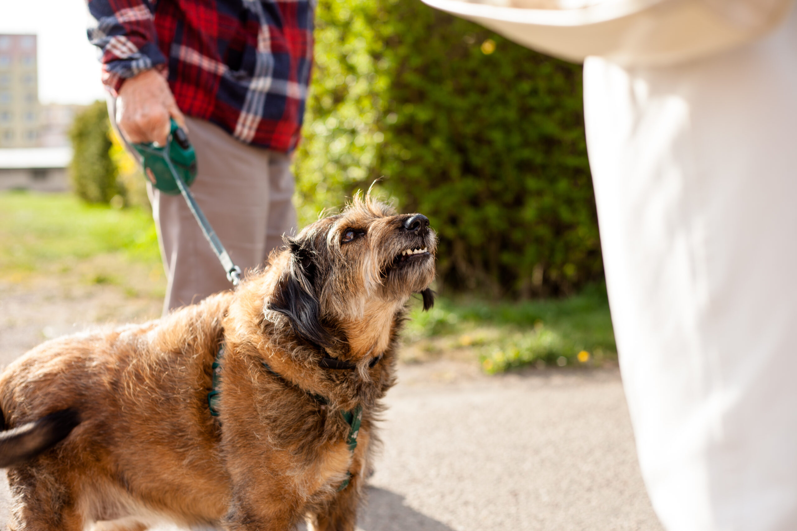 Wie heeft de aansprakelijkheid door indirect letsel van een hond? 2025